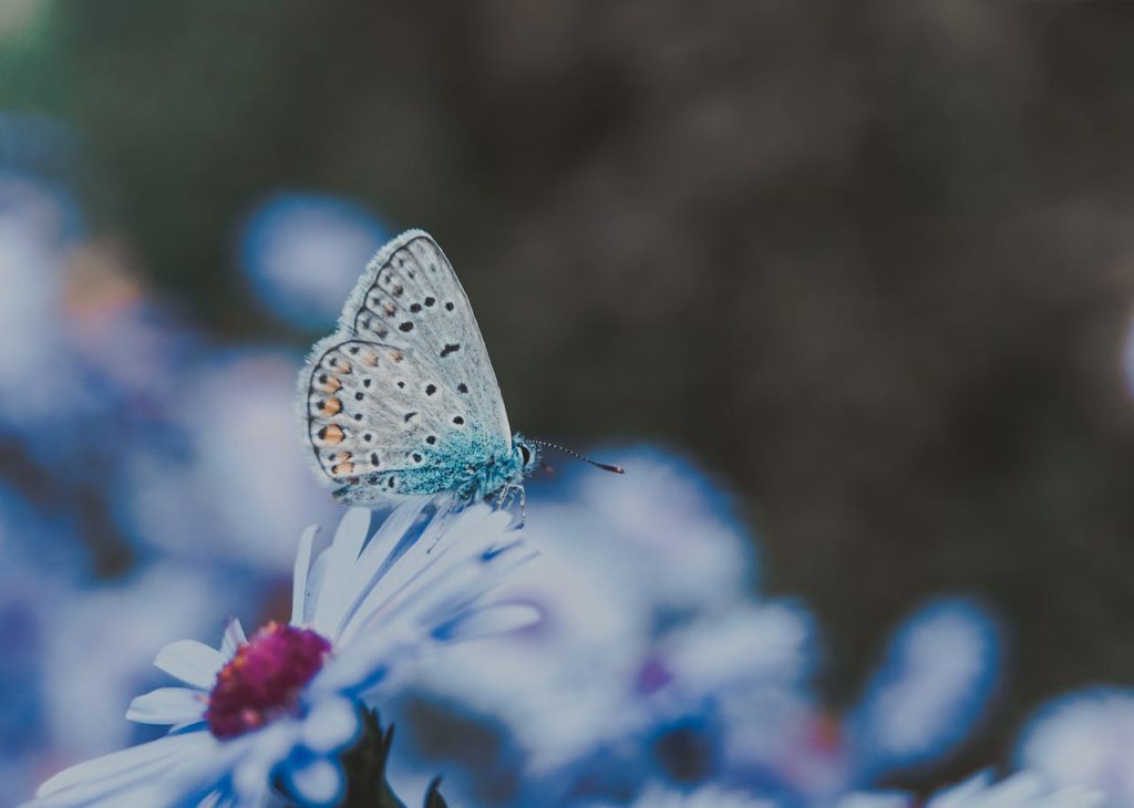 Close Up Photo of a Blue Butterfly